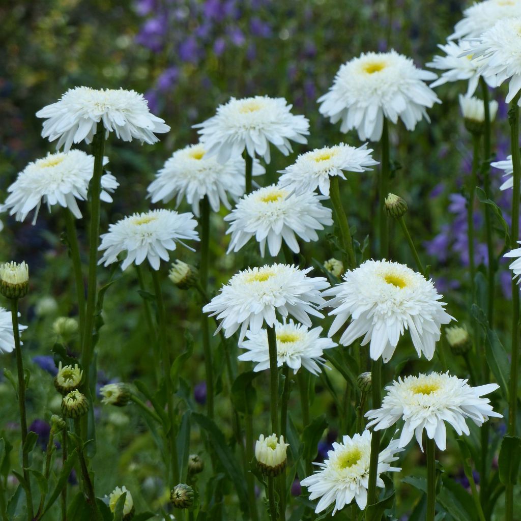 Leucanthemum superbum Wirral Supreme - Margriet