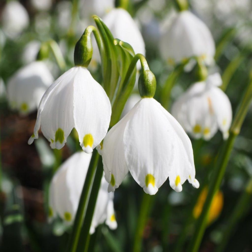 Leucojum vernum - Lenteklokje