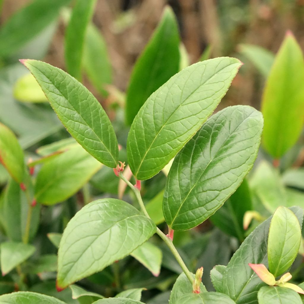 Leucothoe axillaris Red Lips - Druifheide