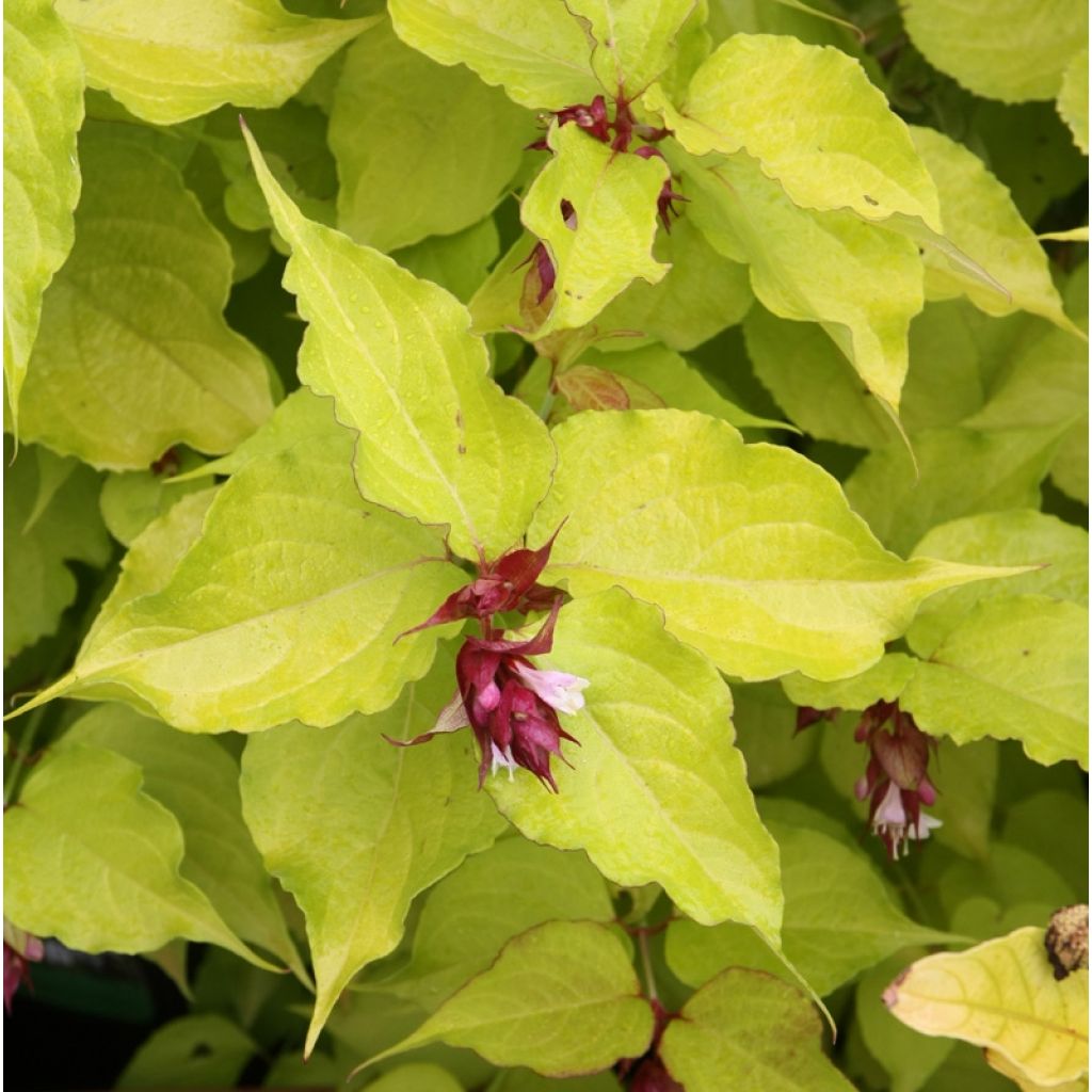Leycesteria formosa Golden Lanterns - Fazantenbes
