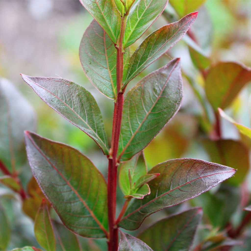 Lagerstroemia indica Enduring Red - Indische sering