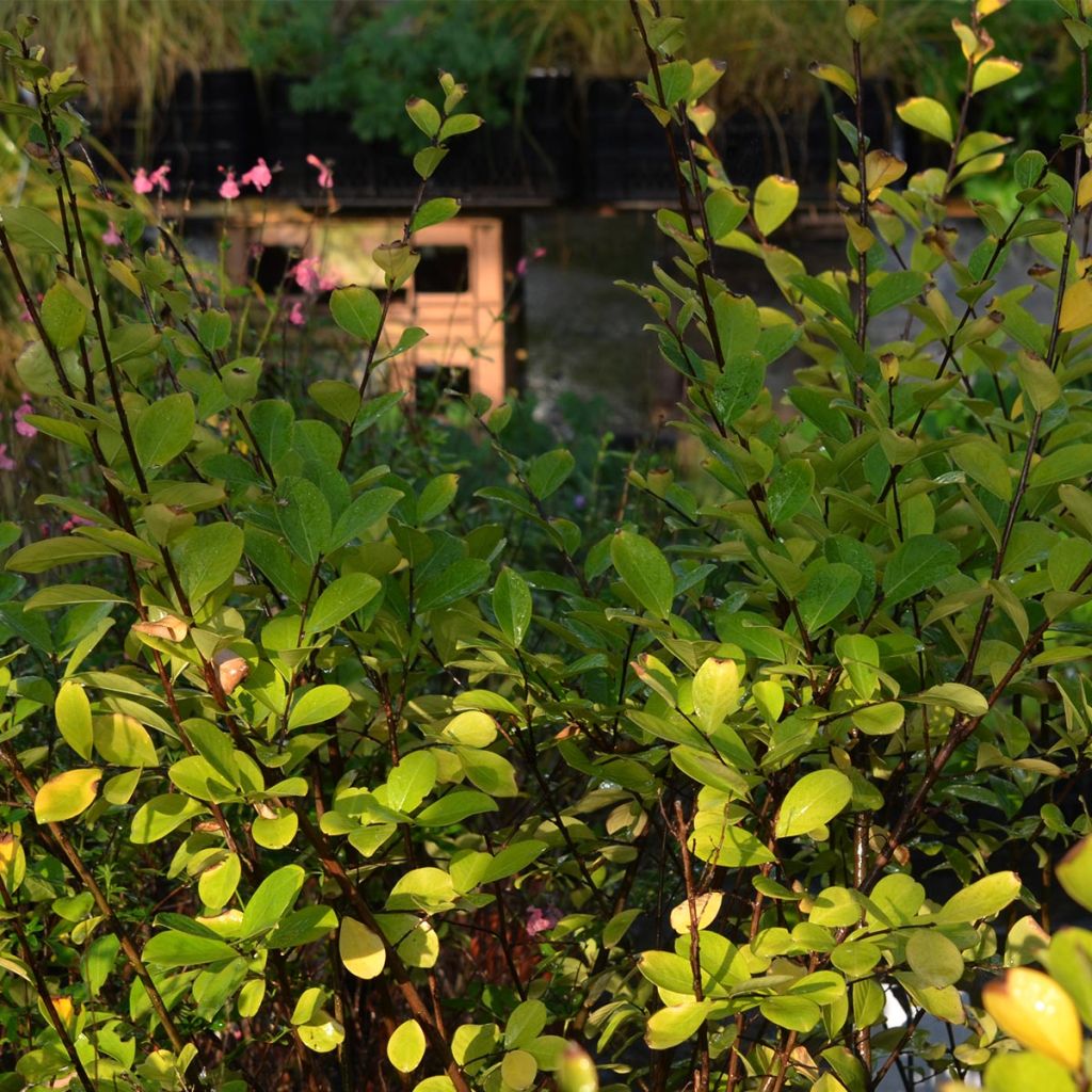 Lagerstroemia indica Kimono - Indische sering