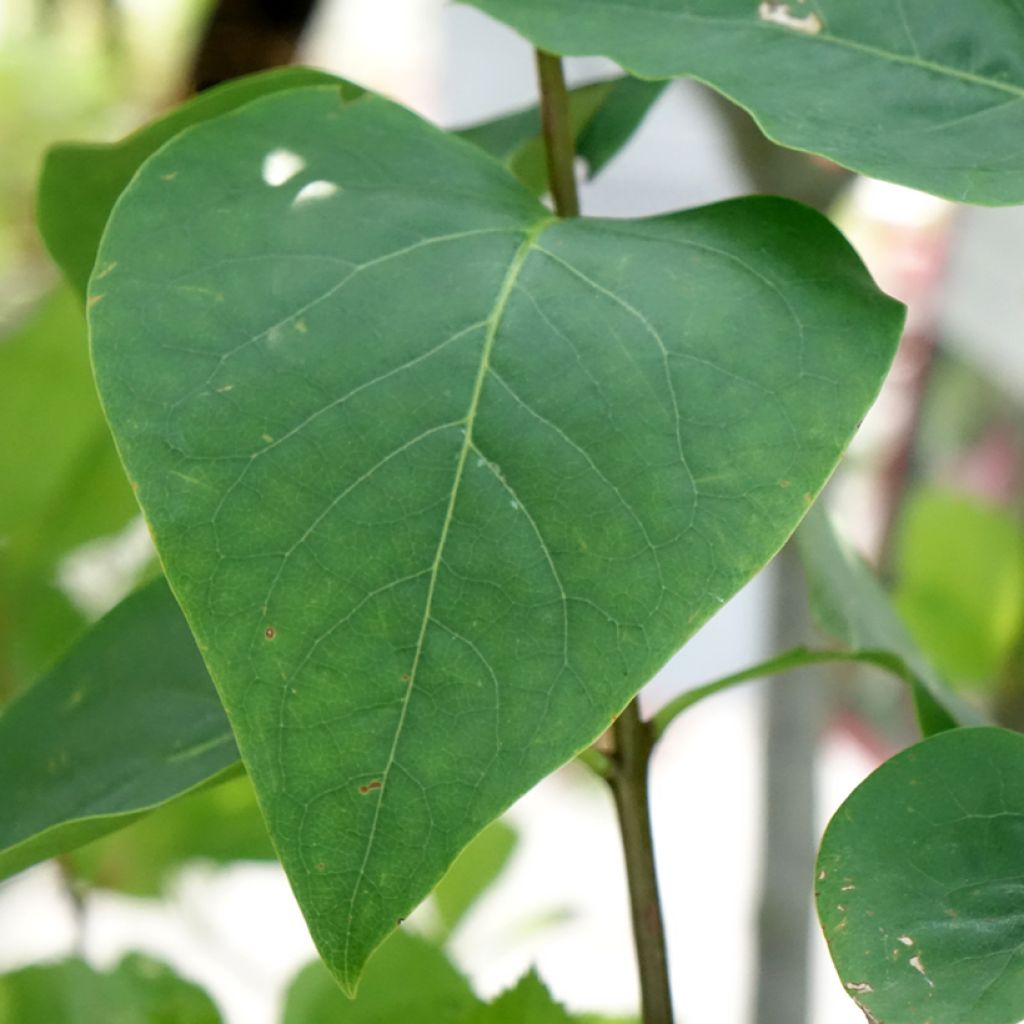 Syringa vulgaris Sensation - Gewone sering