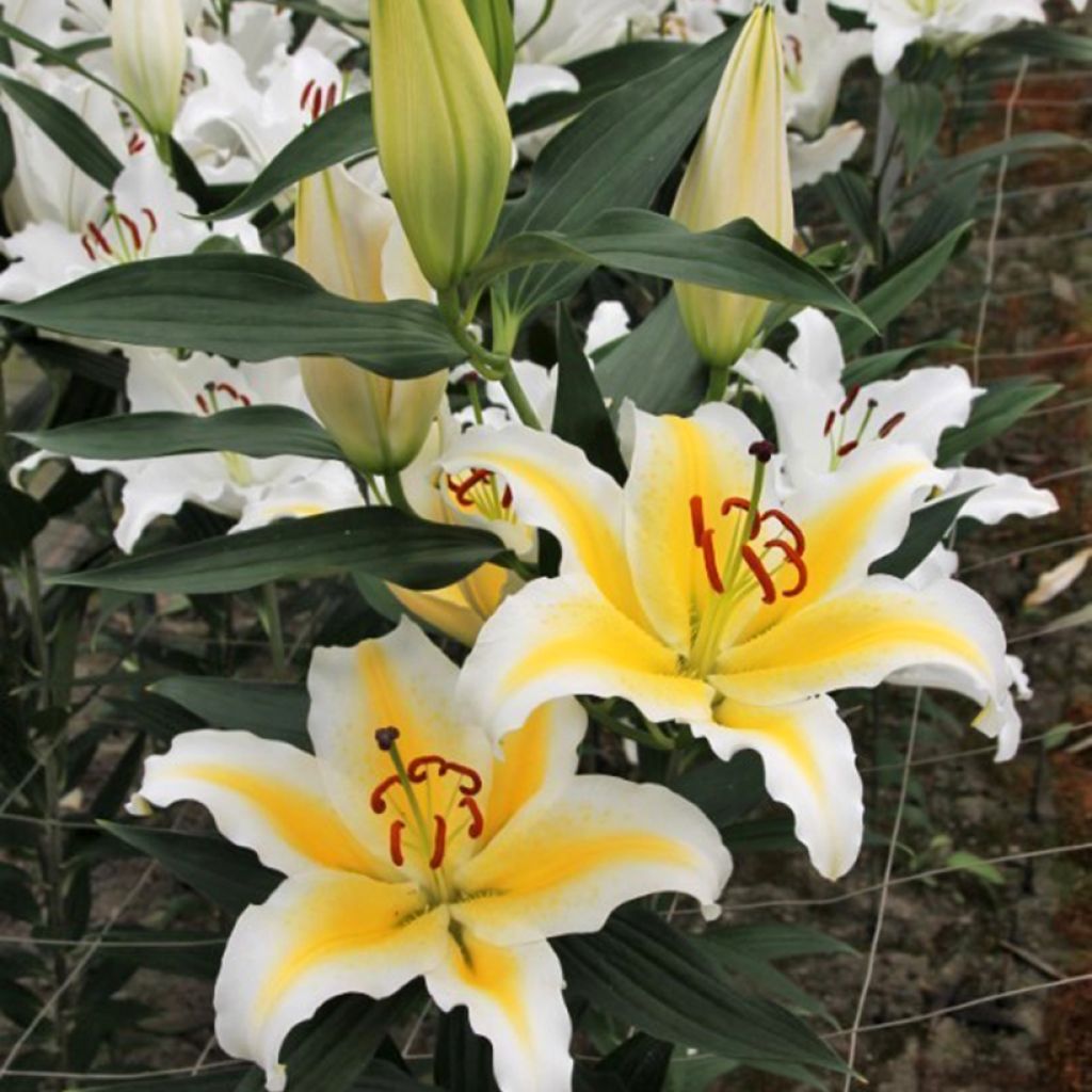 Lilium Nesso - Oriëntaalse lelie