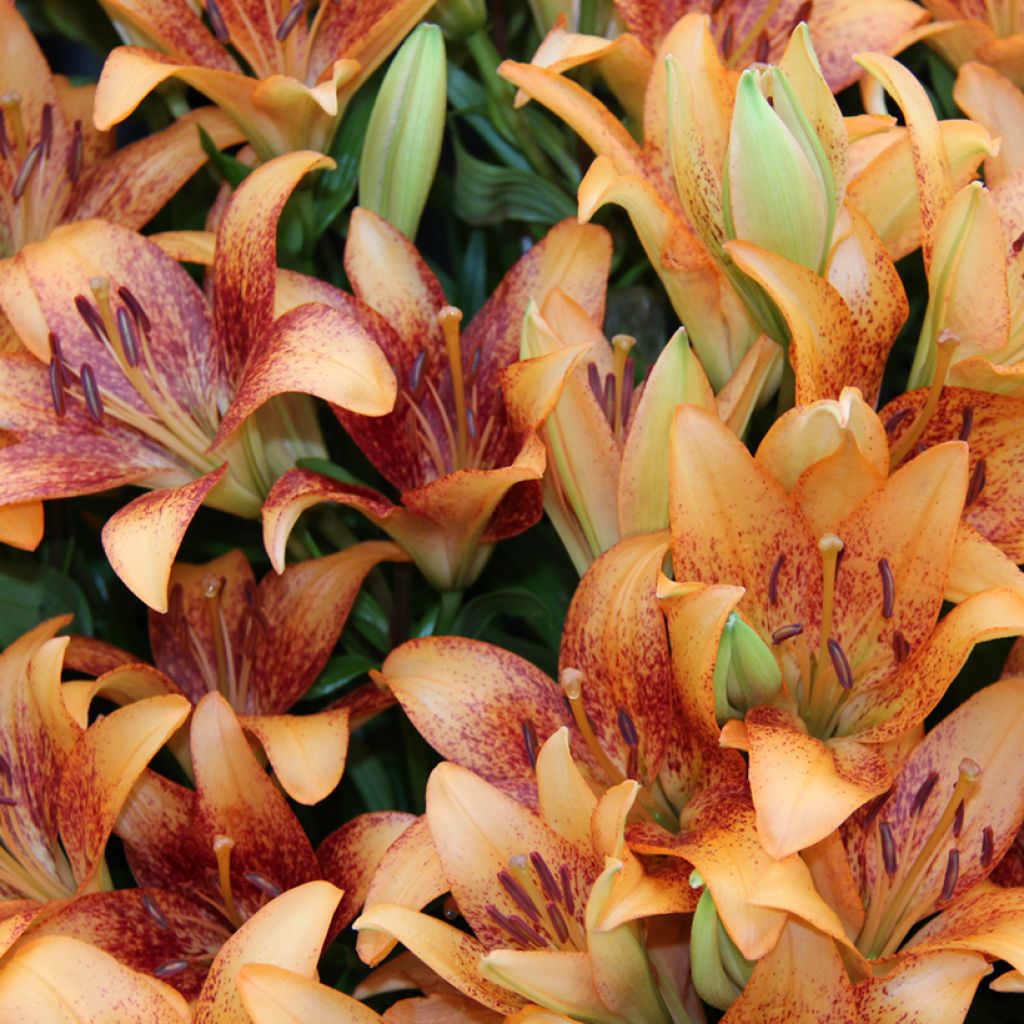 Lilium longiflorum Longwood - Trompetlelie