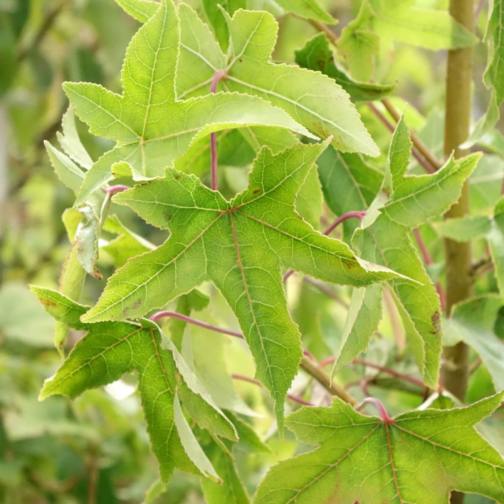 Liquidambar styraciflua Autumn Color Globe - Amberboom