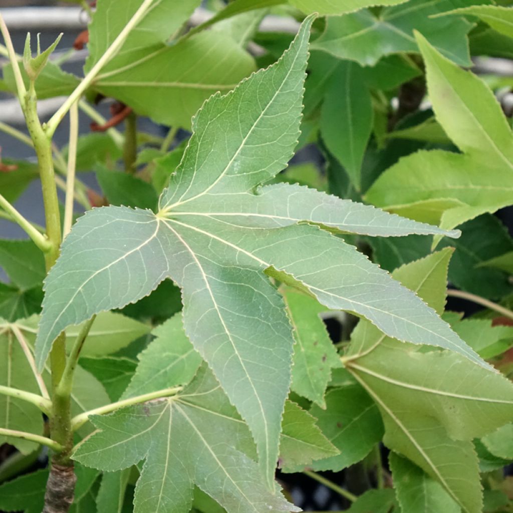 Liquidambar styraciflua Oakville Highlight - Amberboom