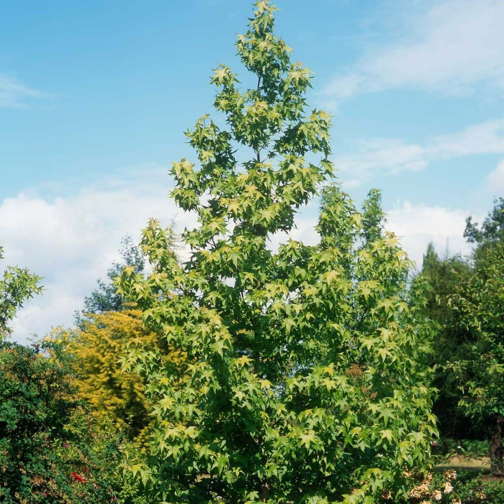 Liquidambar styraciflua Thea - Amberboom
