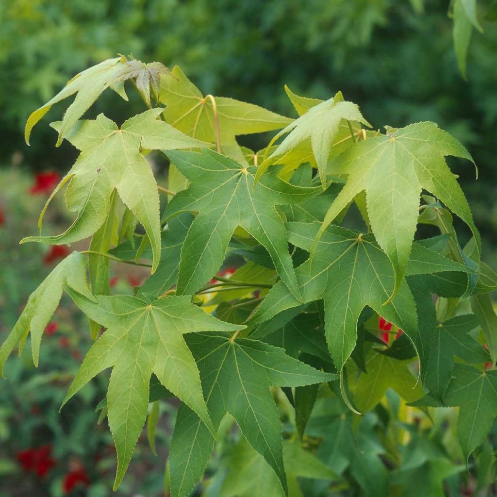 Liquidambar styraciflua Thea - Amberboom