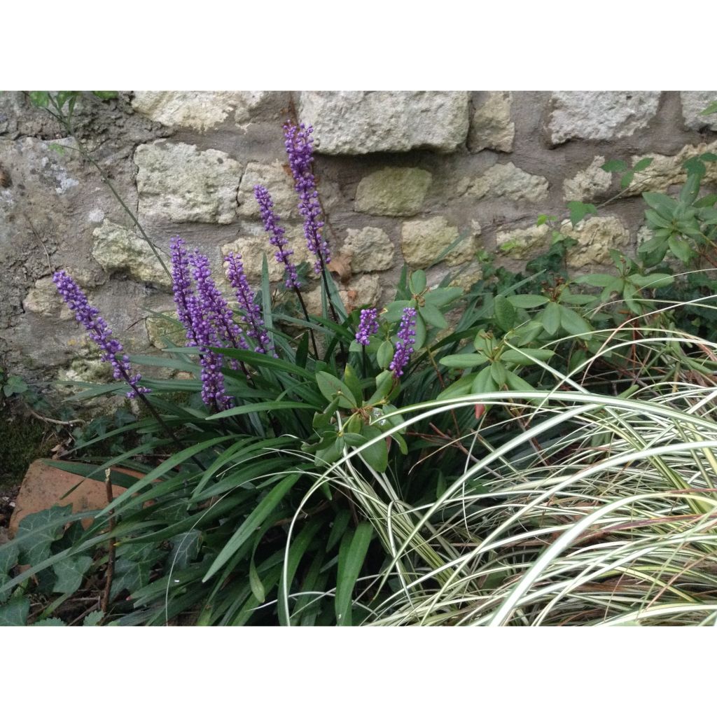 Liriope muscari - Leliegras