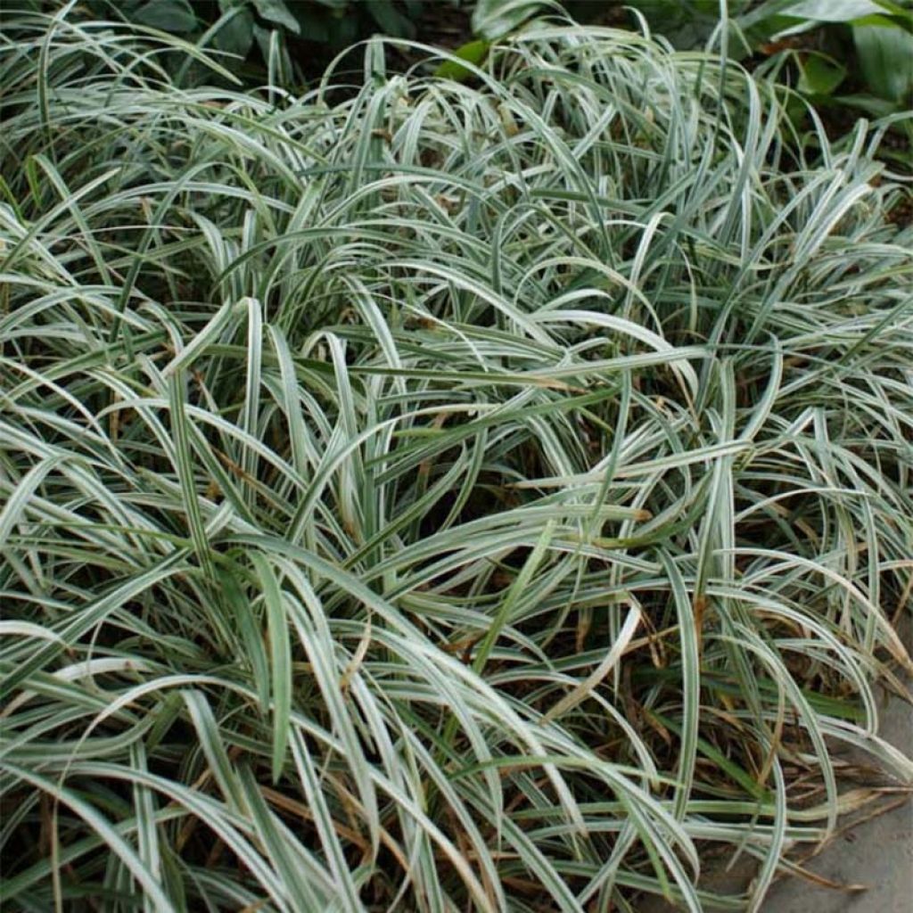 Liriope spicata Silver Dragon - Leliegras