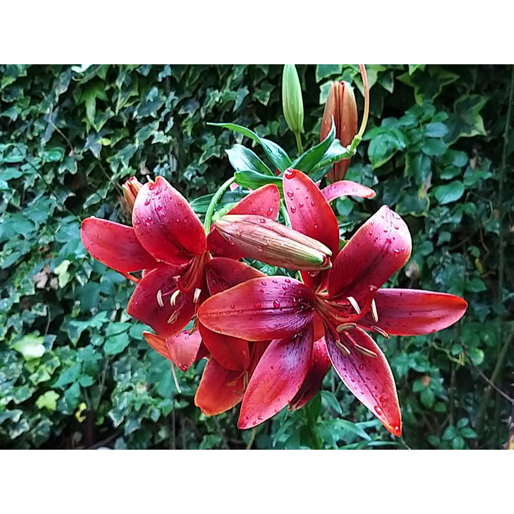 Lilium Royal Kiss - Aziatische lelie