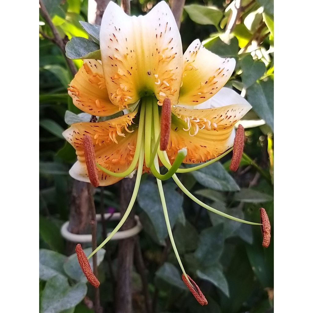 Lilium henryi - Henrys lelie
