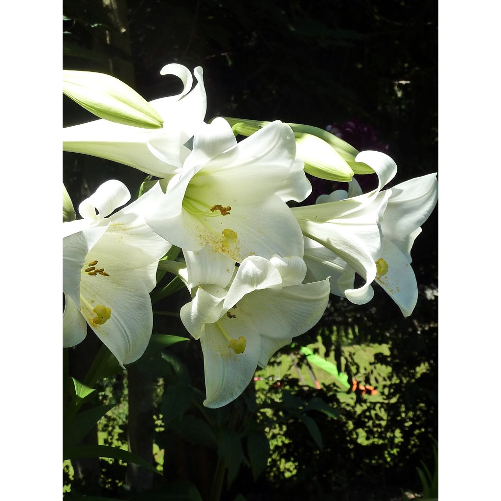 Lilium longiflorum Snow Queen - Trompetlelie