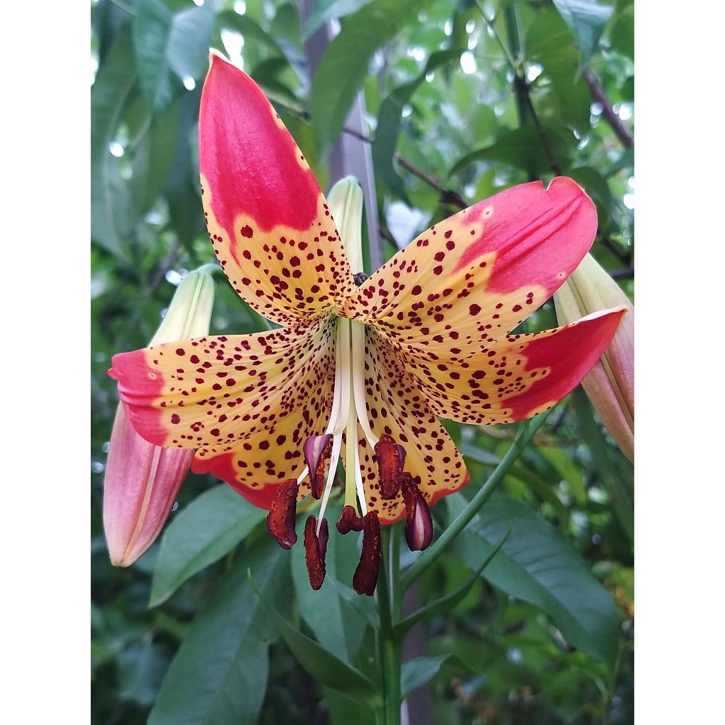 Lilium Fusion - Trompetlelie