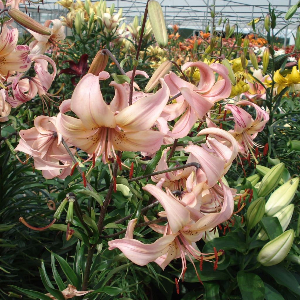 Lilium Pink Flavour - Aziatische Lelie