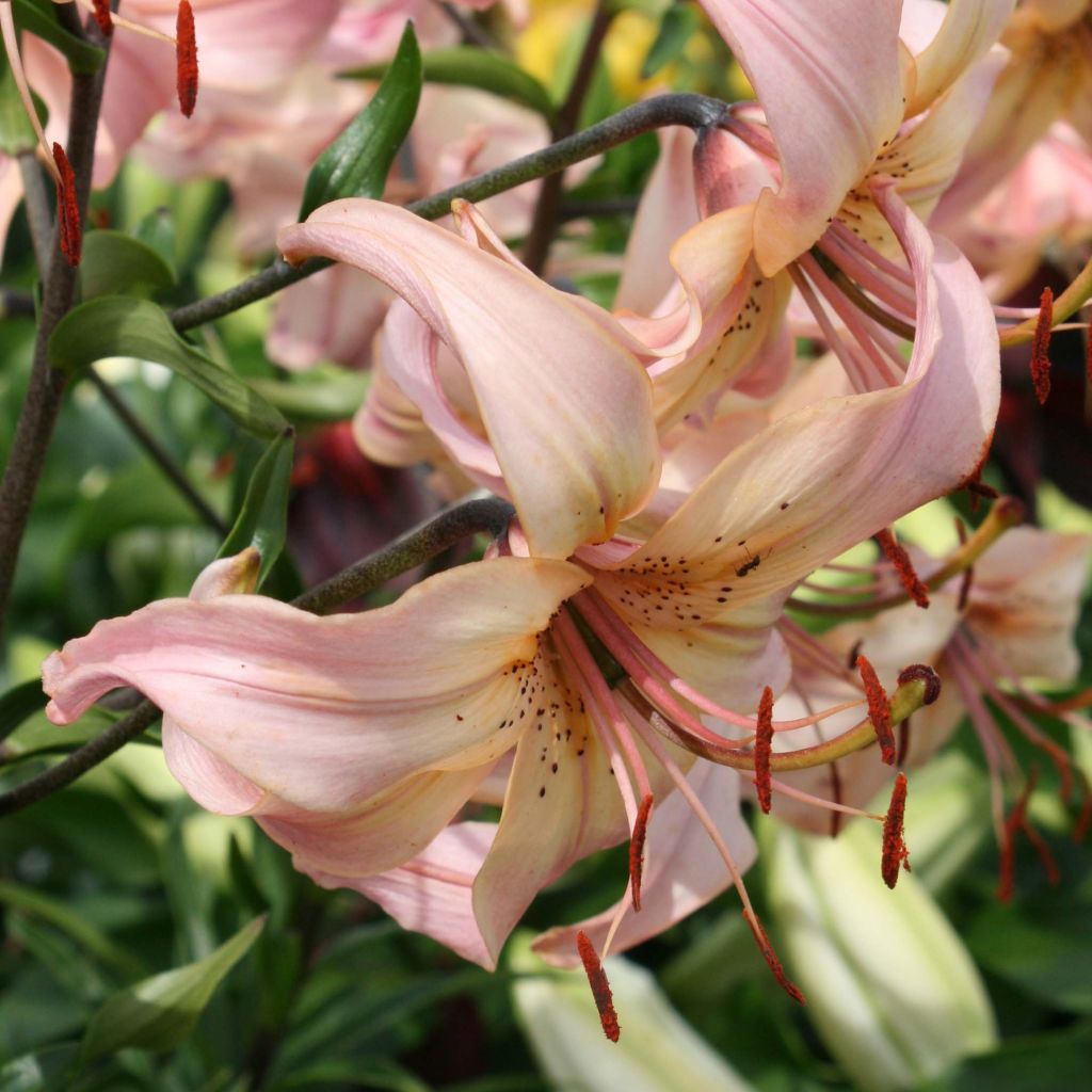 Lilium Pink Flavour - Aziatische Lelie