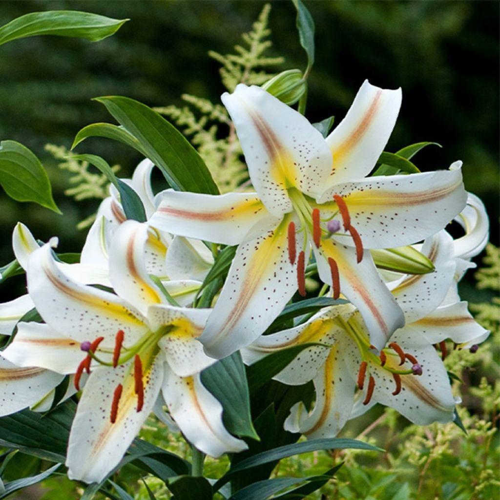 Lilium oriental Garden Party - Oriëntaalse lelie