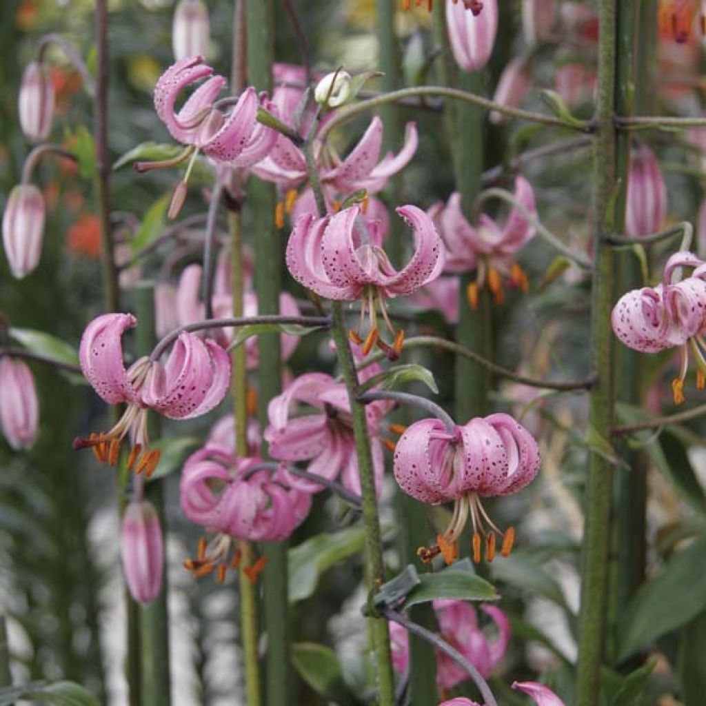 Lis Botanique Martagon