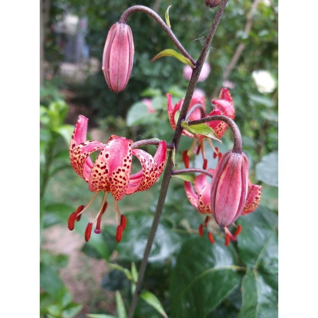 Lilium Manitoba Morning - Turkse lelie