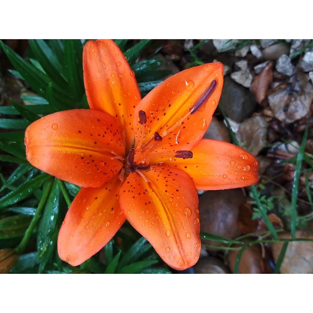 Lilium - Orange Pixie - Aziatische Lelie