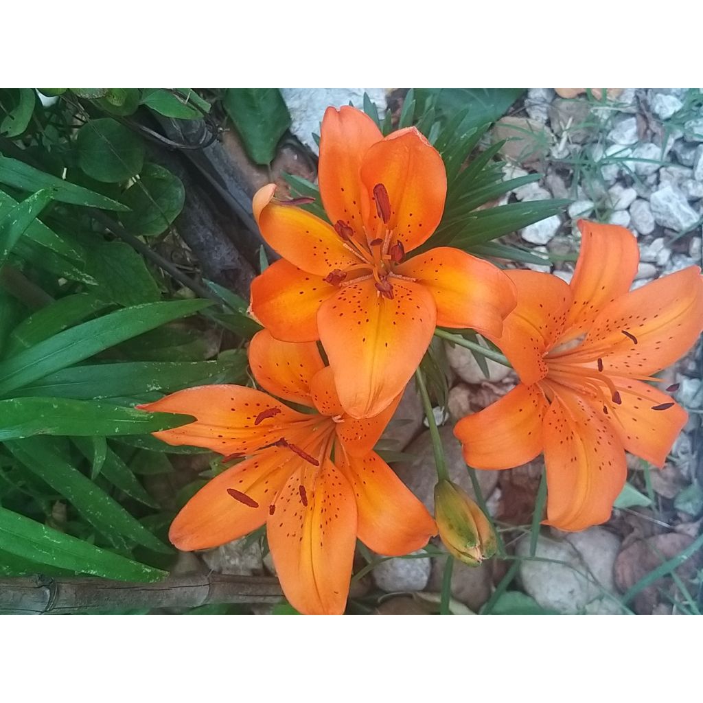 Lilium - Orange Pixie - Aziatische Lelie