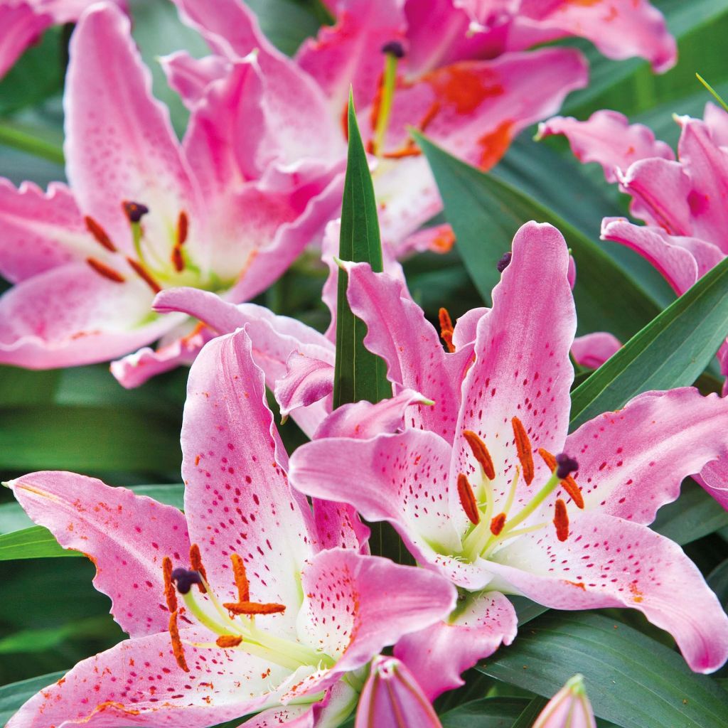 Lilium oriental Josephine - Oriëntaalse Lelie