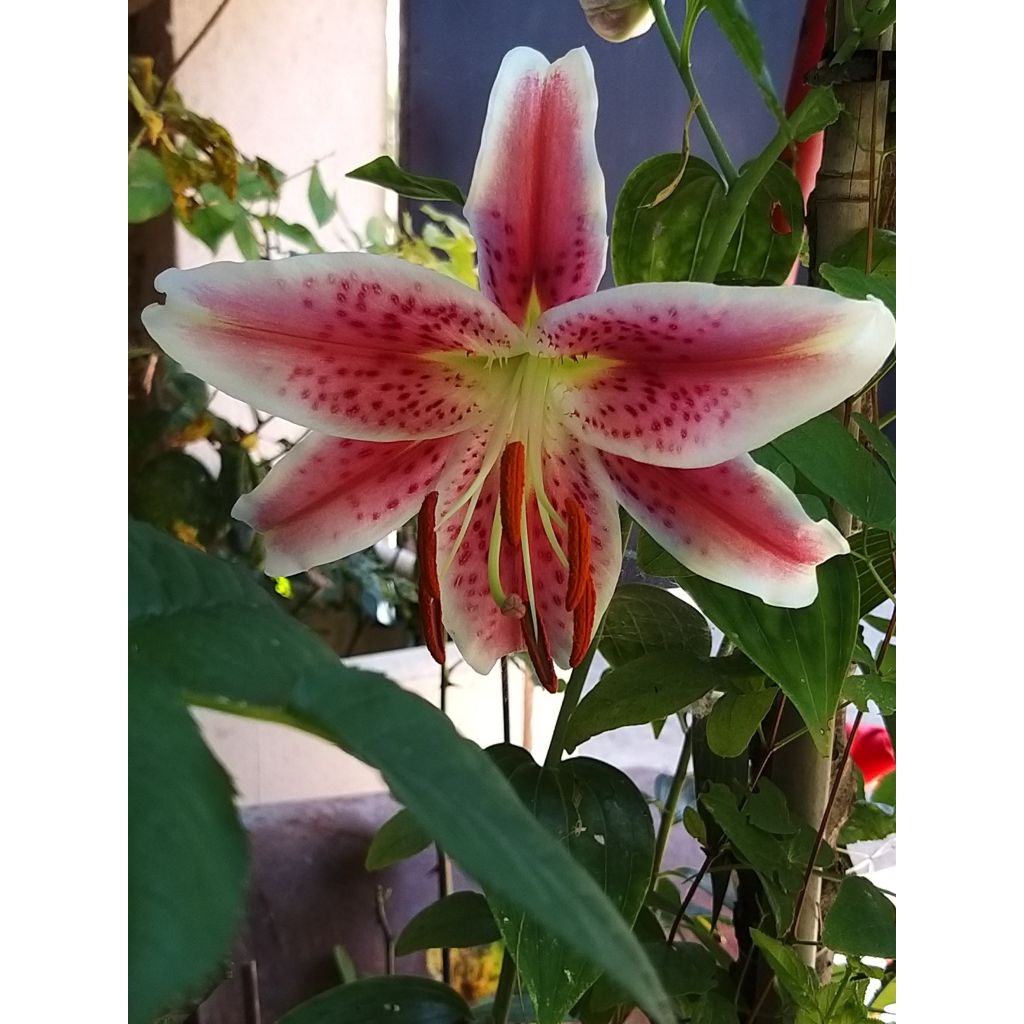 Lilium Stargazer - Oriëntaalse lelie