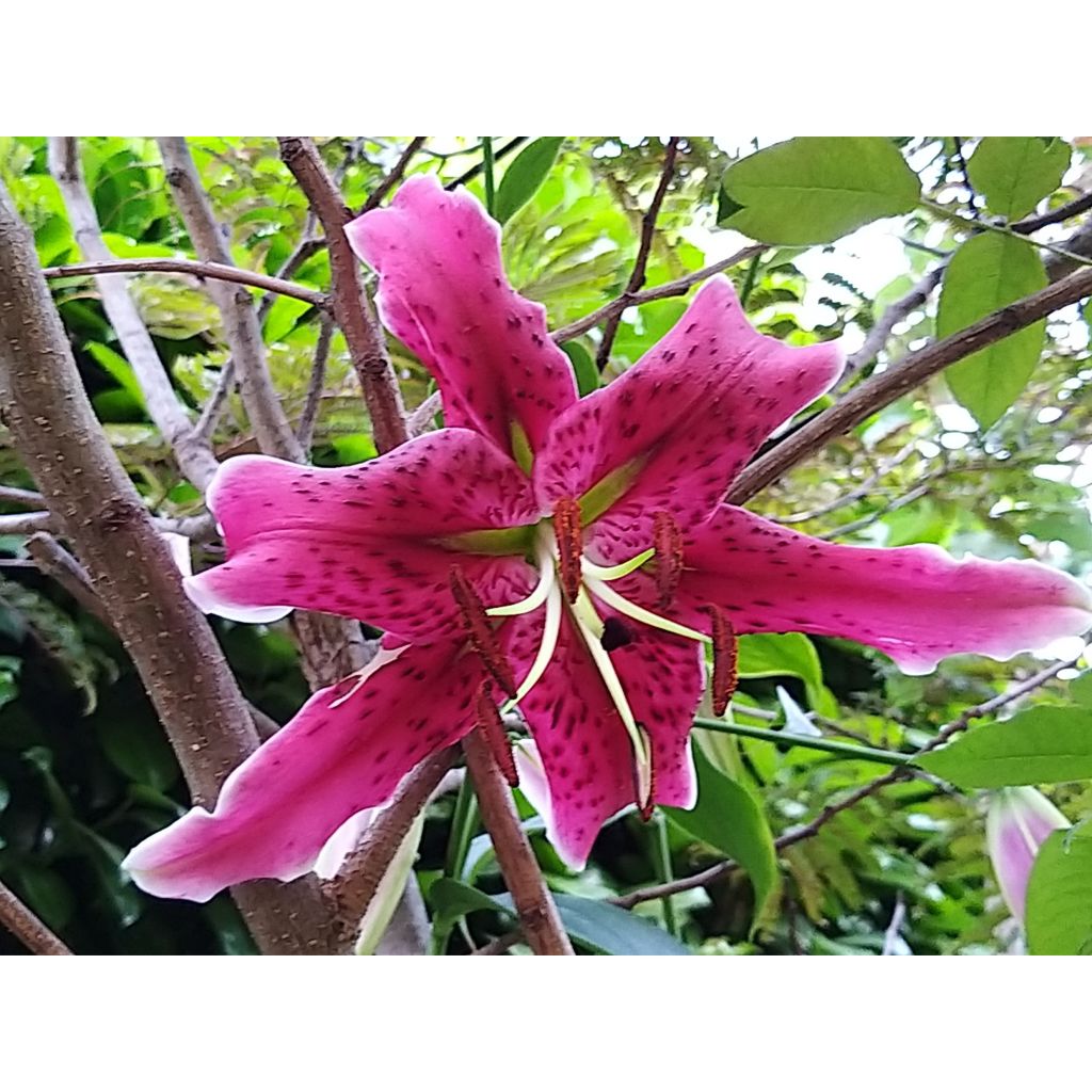 Lilium Stargazer - Oriëntaalse lelie