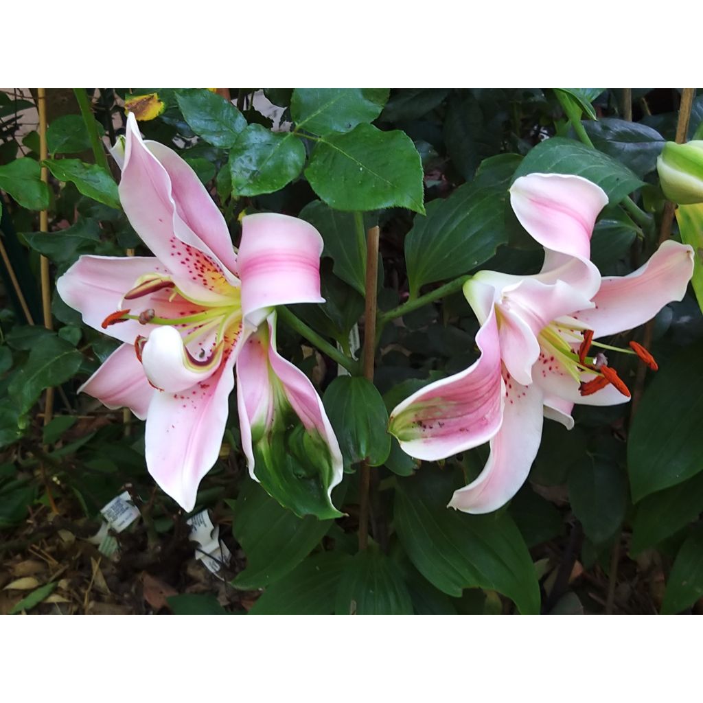 Lilium Mona Lisa - Oriëntaalse lelie