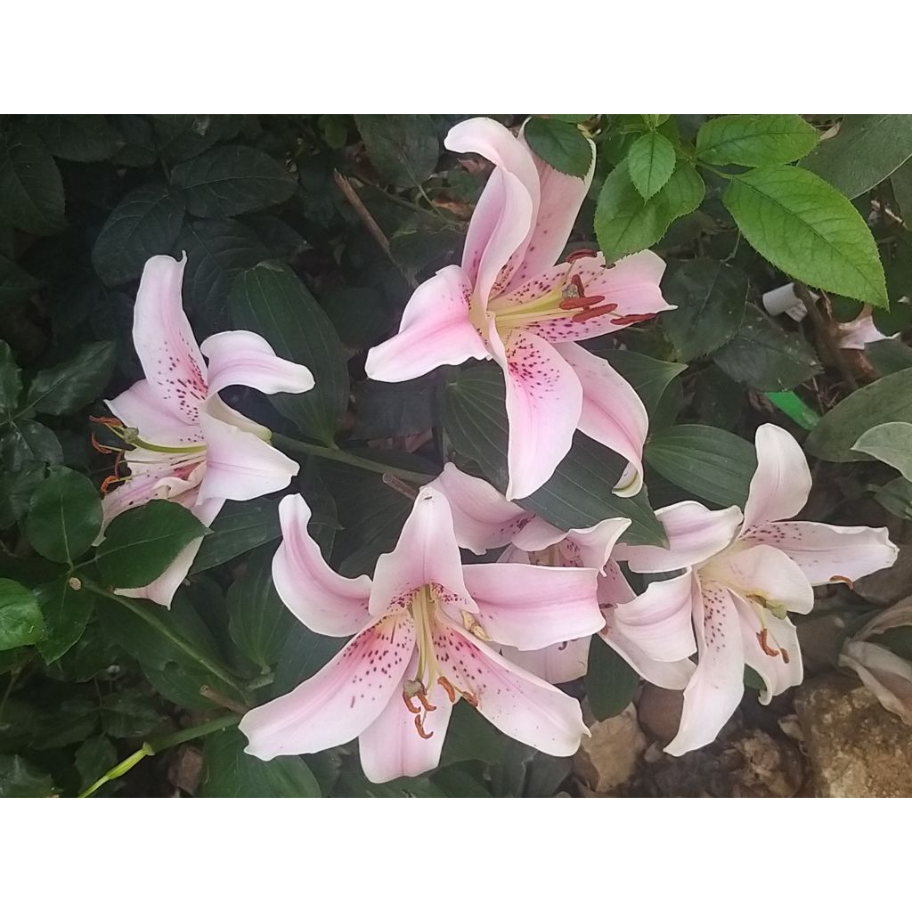 Lilium Mona Lisa - Oriëntaalse lelie