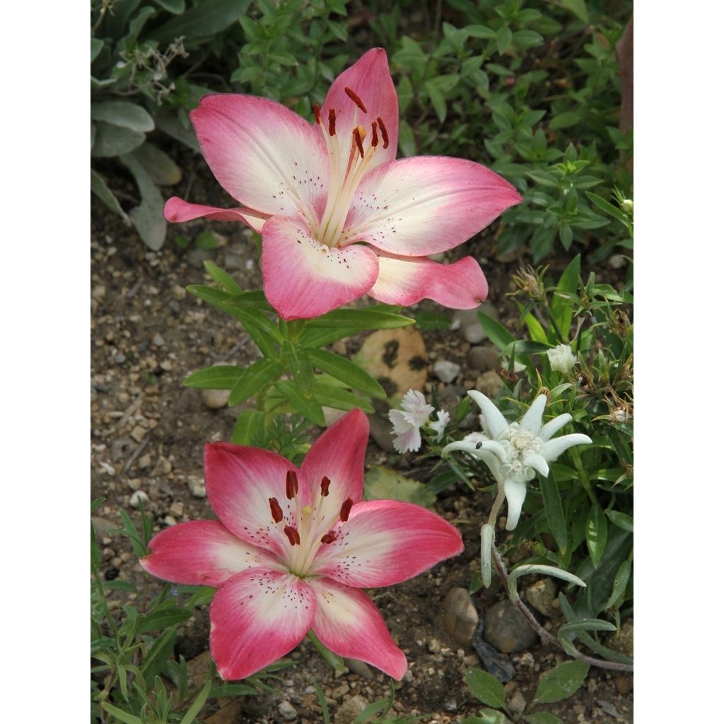 Lilium Pink Pixie - Aziatische Lelie