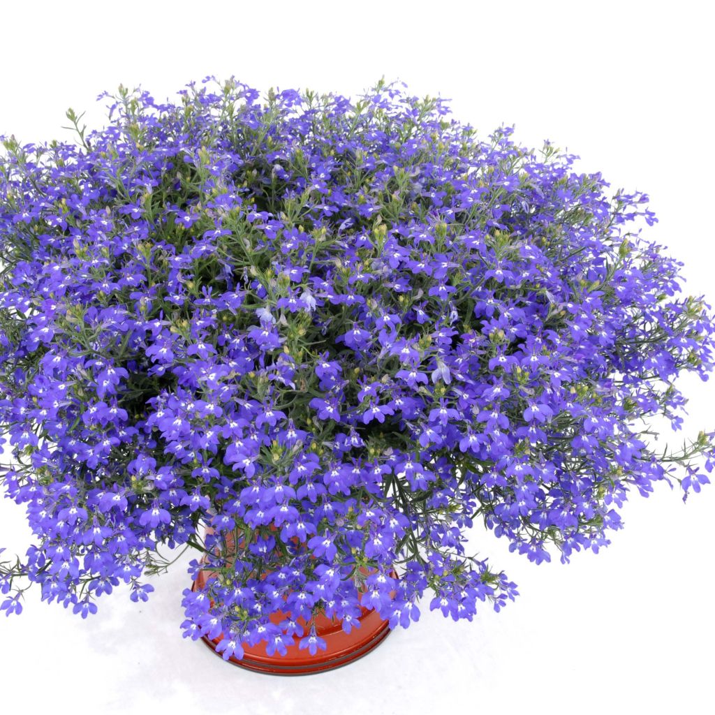 Lobelia Anabel Blue - Hanglobelia