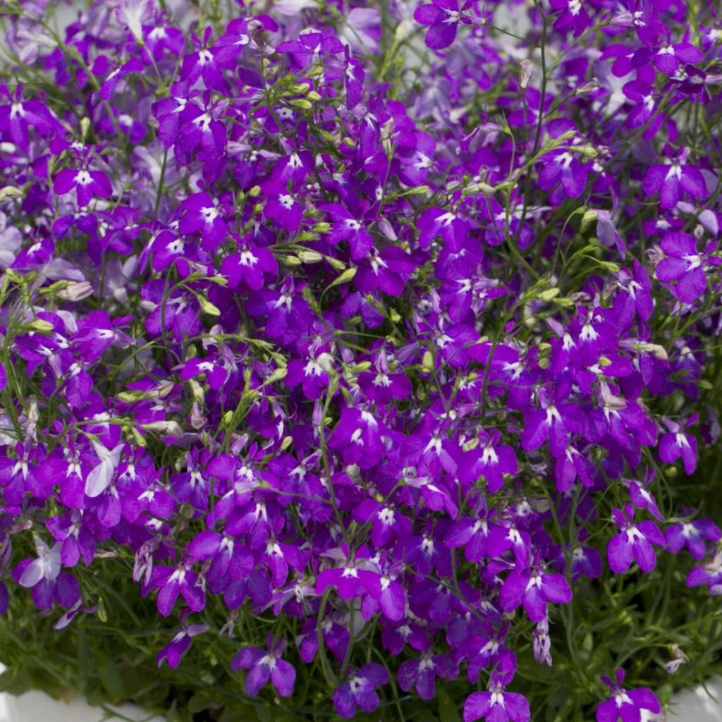 Lobelia Purple Star - Hanglobelia
