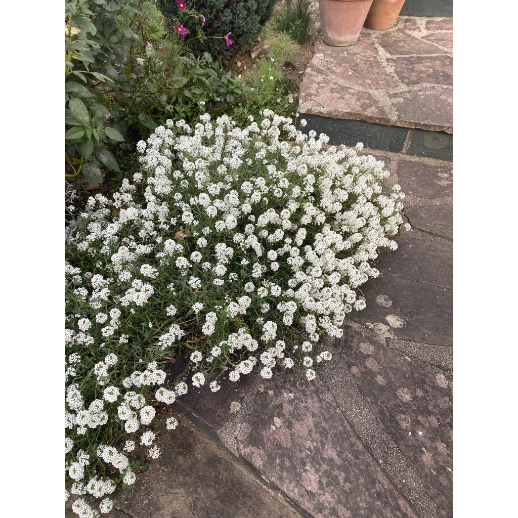 Lobularia maritima Snow Princess - Zilverschildzaad