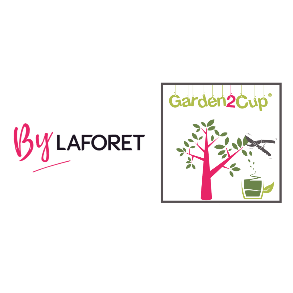 Ilex paraguariensis - Matéboom