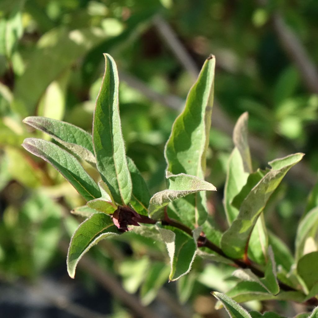 Lonicera involucrata var. ledebourii - Kamperfoelie