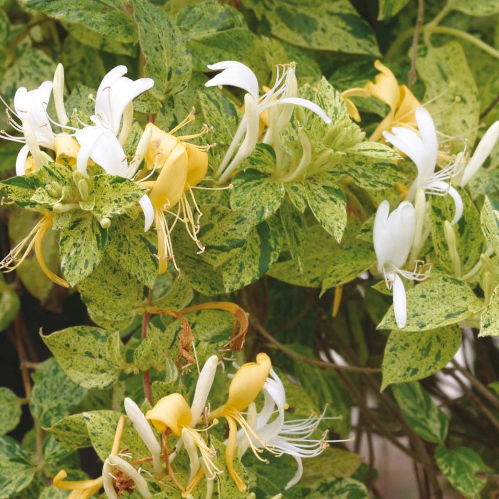 Lonicera japonica Mint Crisp - Japanse kamperfoelie