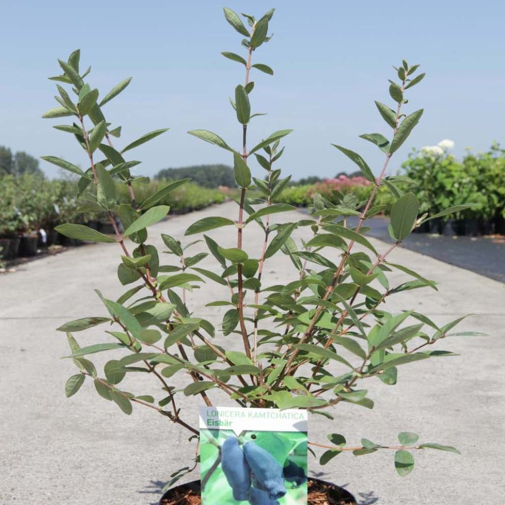 Lonicera kamtschatica Eisbär - Honingbes