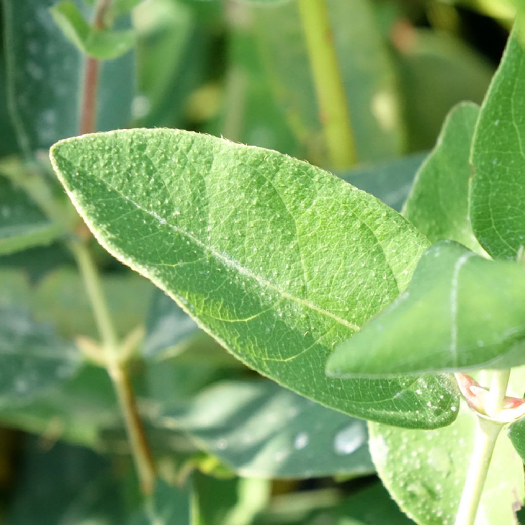 Lonicera kamtschatica Kalinka - Honingbes