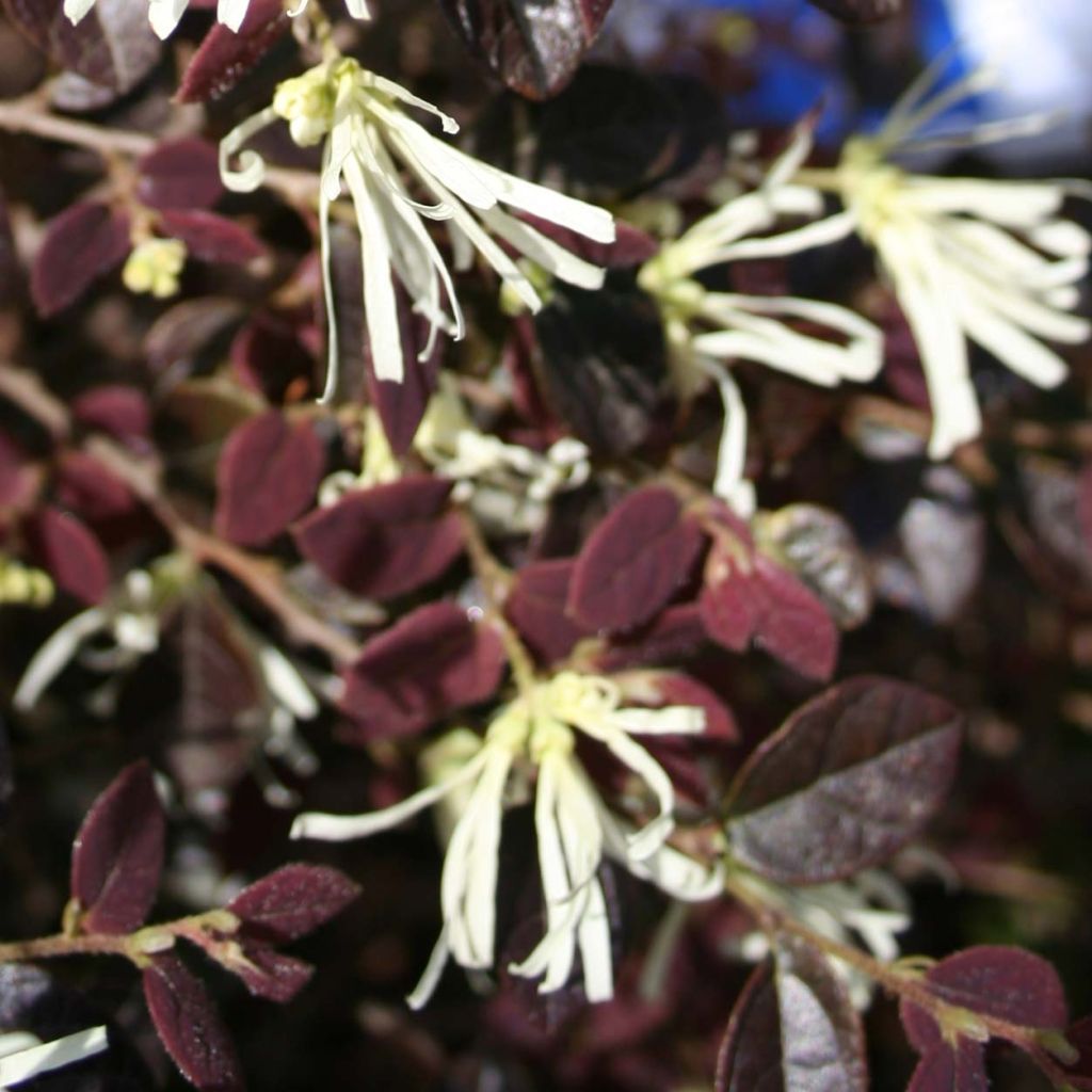 Loropetalum chinense Ruby Snow - Chinese franjeboom