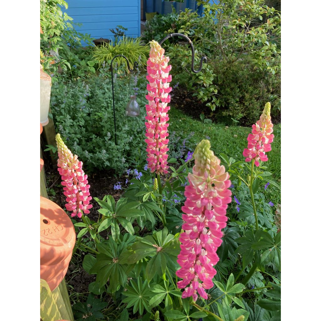 Lupinus La Chatelaine Roze - Lupine