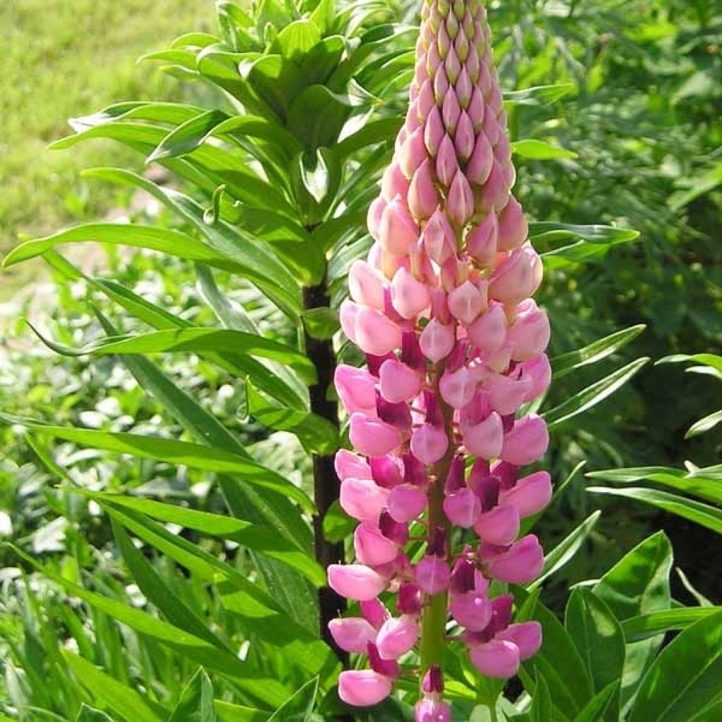 Lupinus La Chatelaine Roze - Lupine