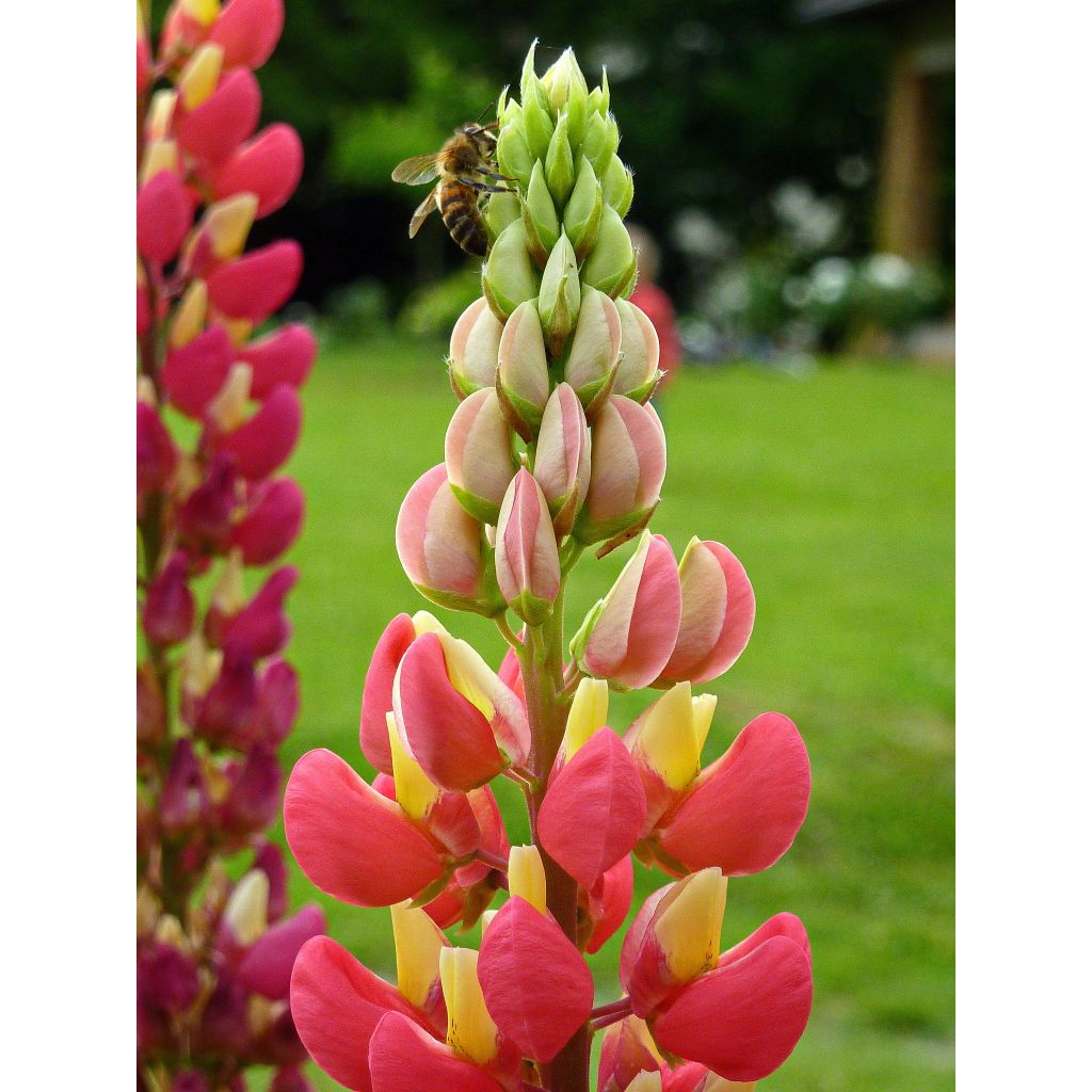 Lupin West Country Tequila Flame - Lupine