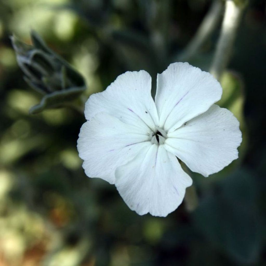 Lychnis coronaria Alba - Prikneus