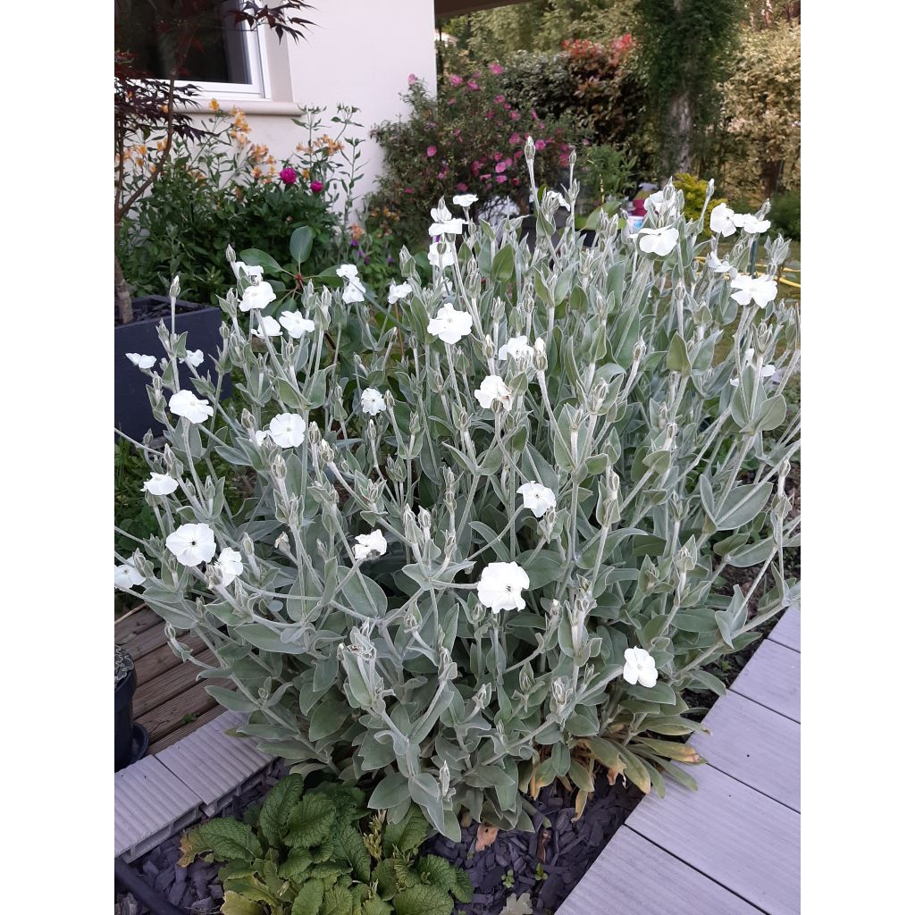Lychnis coronaria Alba - Prikneus