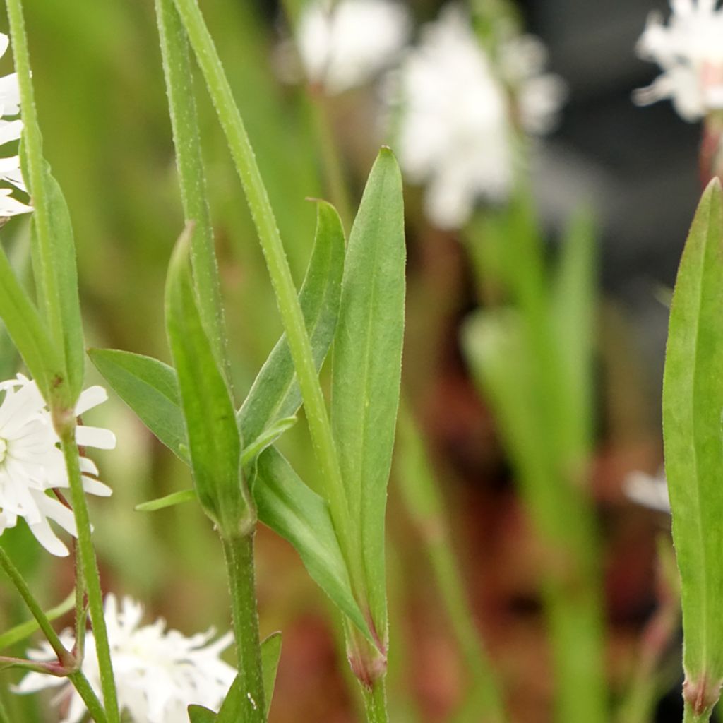 Lychnis flos-cuculi Petit Henri - Echte koekoeksbloem