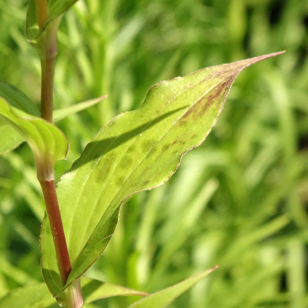 Tricyrtis formosana Dark Beauty - Paddenlelie