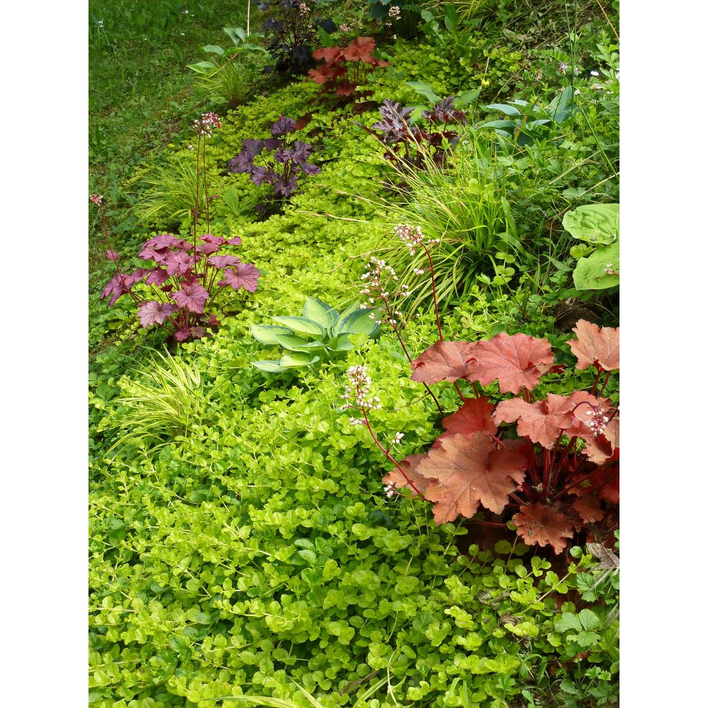 Lysimachia nummularia Aurea - Penningkruid