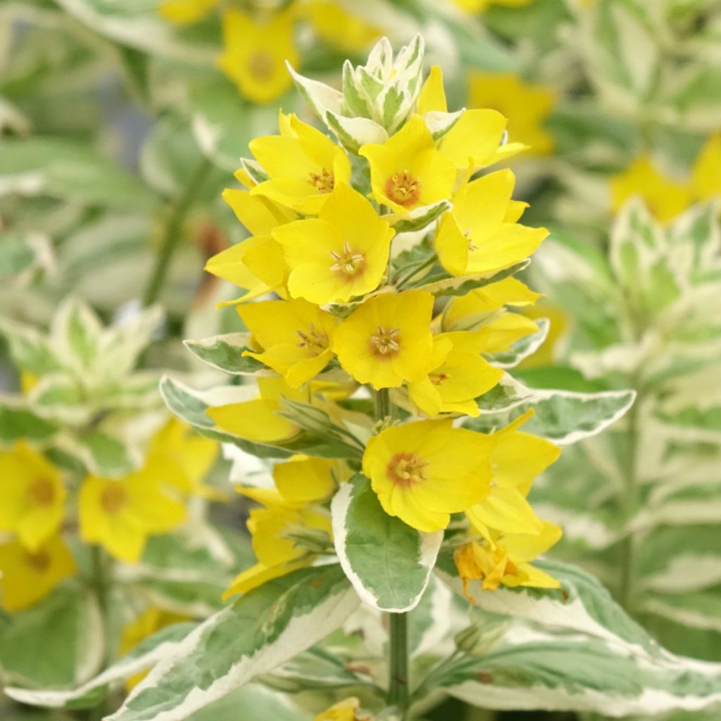Lysimachia punctata Variegata - Puntwederik